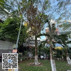 67.TĐH – Cây Lim xẹt – Loại 2
