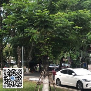 68.DR2 – Cây lim xẹt