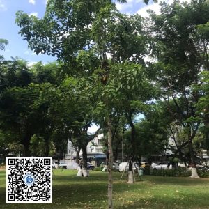 69.DR2 – Cây osaka vàng