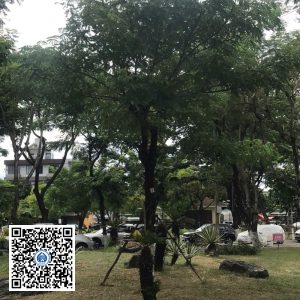 7.DR1 – Cây muồng tím