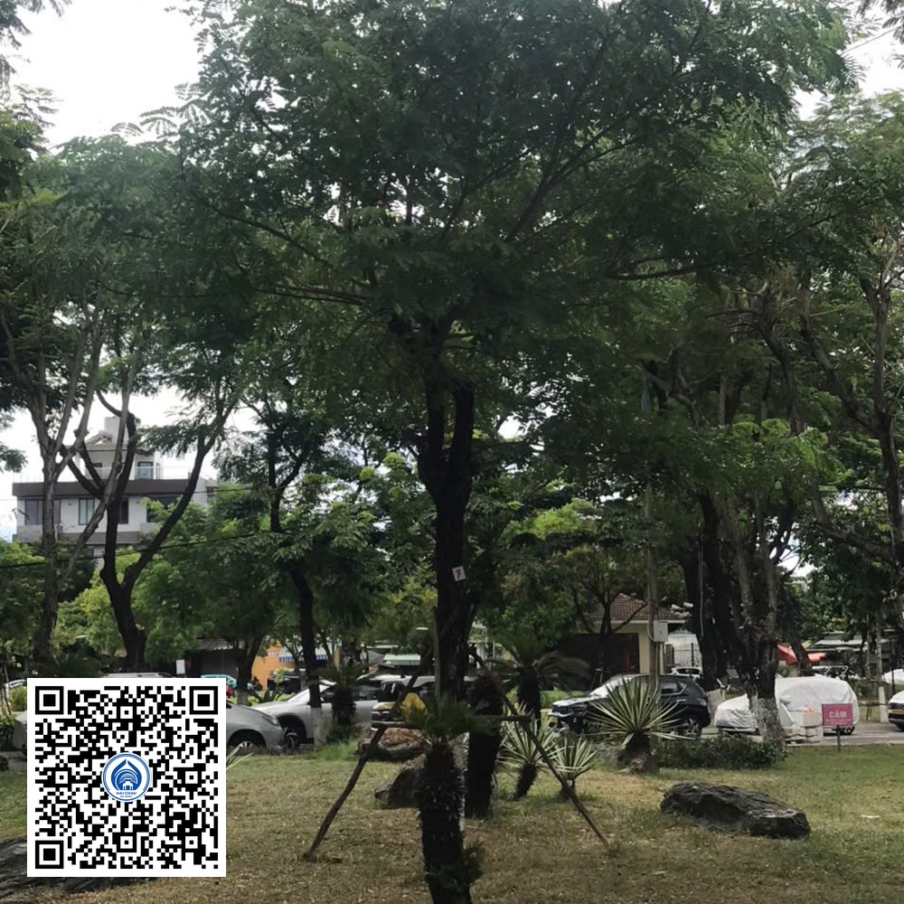 7.DR1 – Cây muồng tím