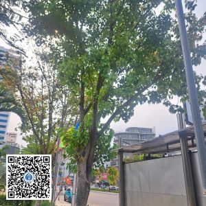 7.NT – Cây Bồ đề – Loại 2