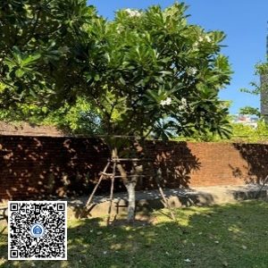 70.TĐH – Cây Sứ trắng – Loại 1