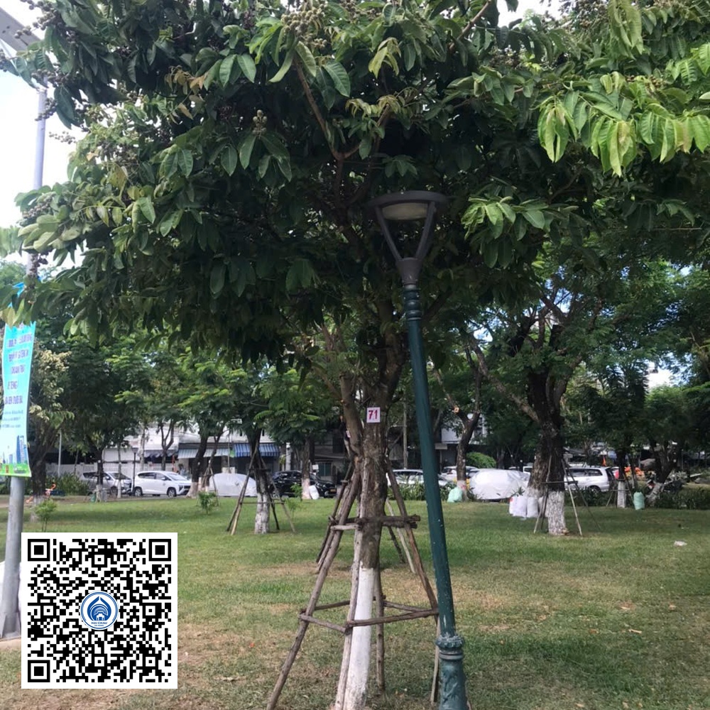 71.DR2 – Cây bằng lăng