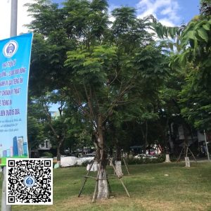 72.DR2 – Cây lim xẹt