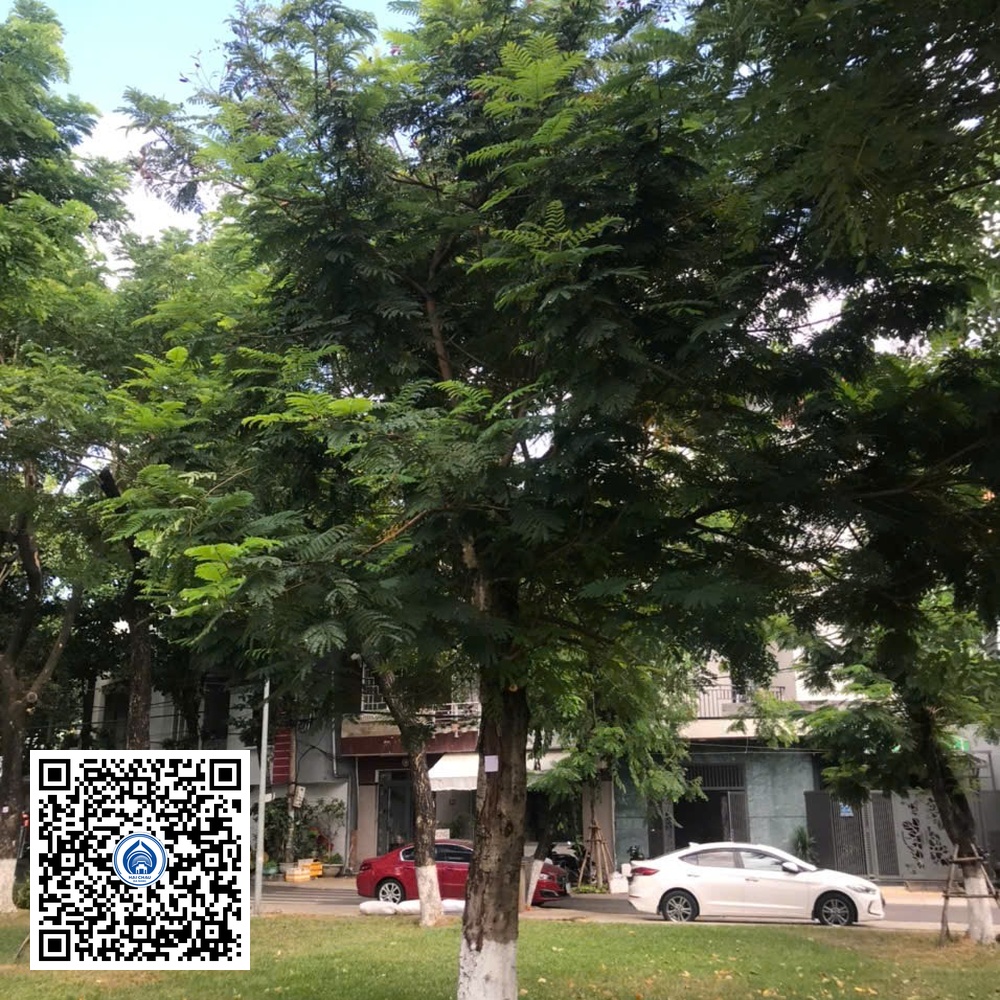 73.DR2 – Cây lim xẹt
