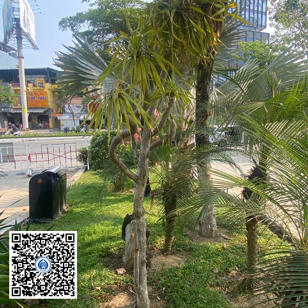 73.ND – Cây Phát tài núi – Loại 1