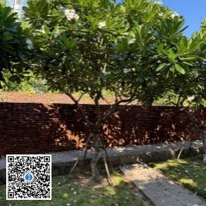 73.TĐH – Cây Sứ trắng – Loại 1