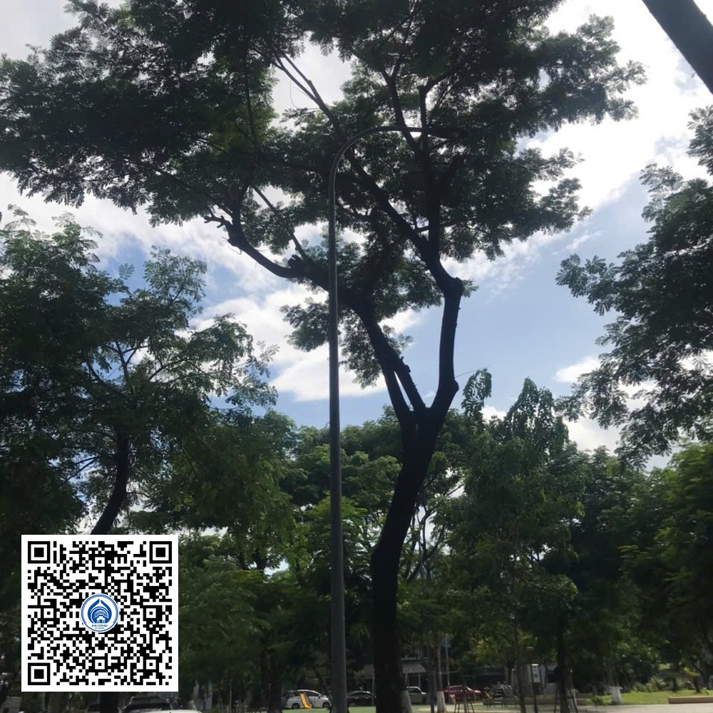 75.DR2 – Cây muồng tím