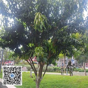 75.ND – Cây Xoài – Loại 1