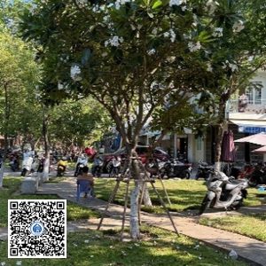75.TĐH – Cây Sứ trắng – Loại 1