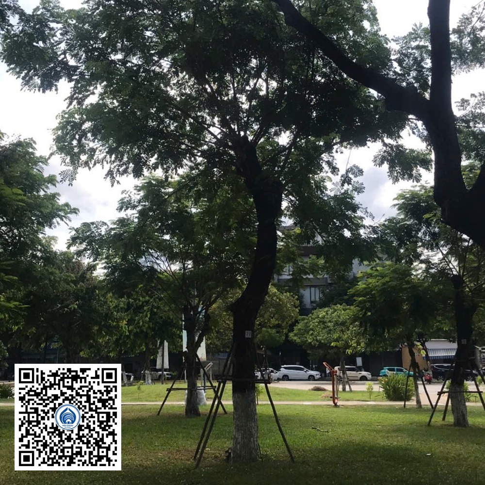 77.DR2 – Cây muồng tím