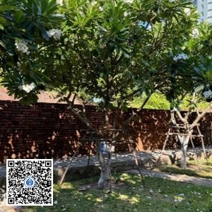 77.TĐH – Cây Sứ trắng – Loại 1