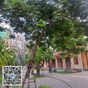 78.ND – Cây Lim xẹt – Loại 1