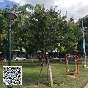 79.DR2 – Cây bằng lăng