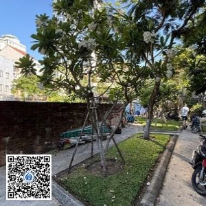 81.TĐH – Cây Sứ trắng – Loại 1