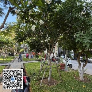 82.TĐH – Cây Sứ trắng – Loại 1