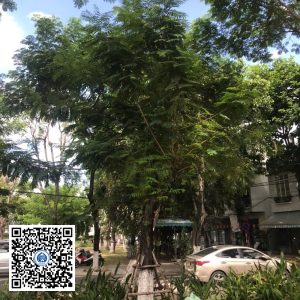 83.DR2 – Cây lim xẹt