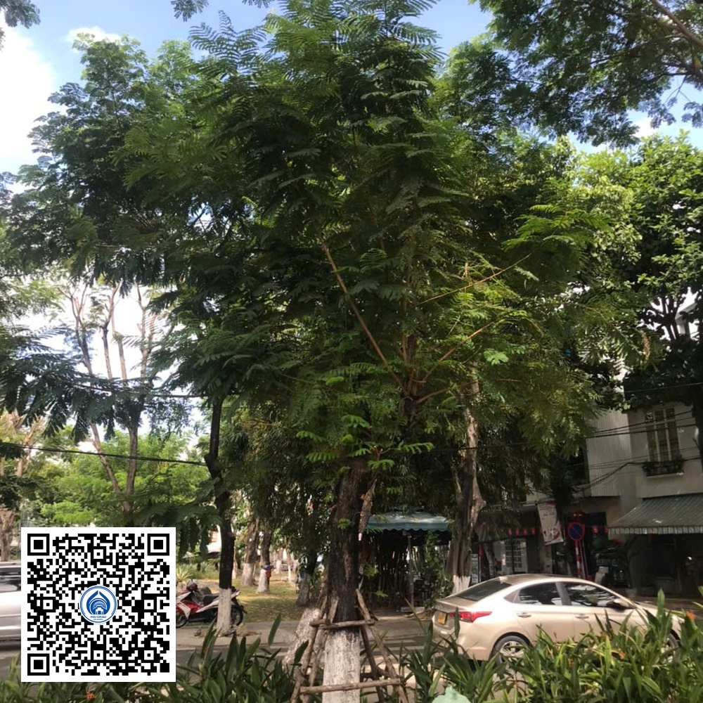 83.DR2 – Cây lim xẹt