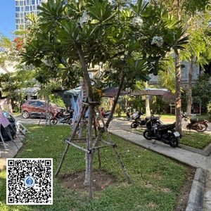 83.TĐH – Cây Sứ trắng – Loại 1