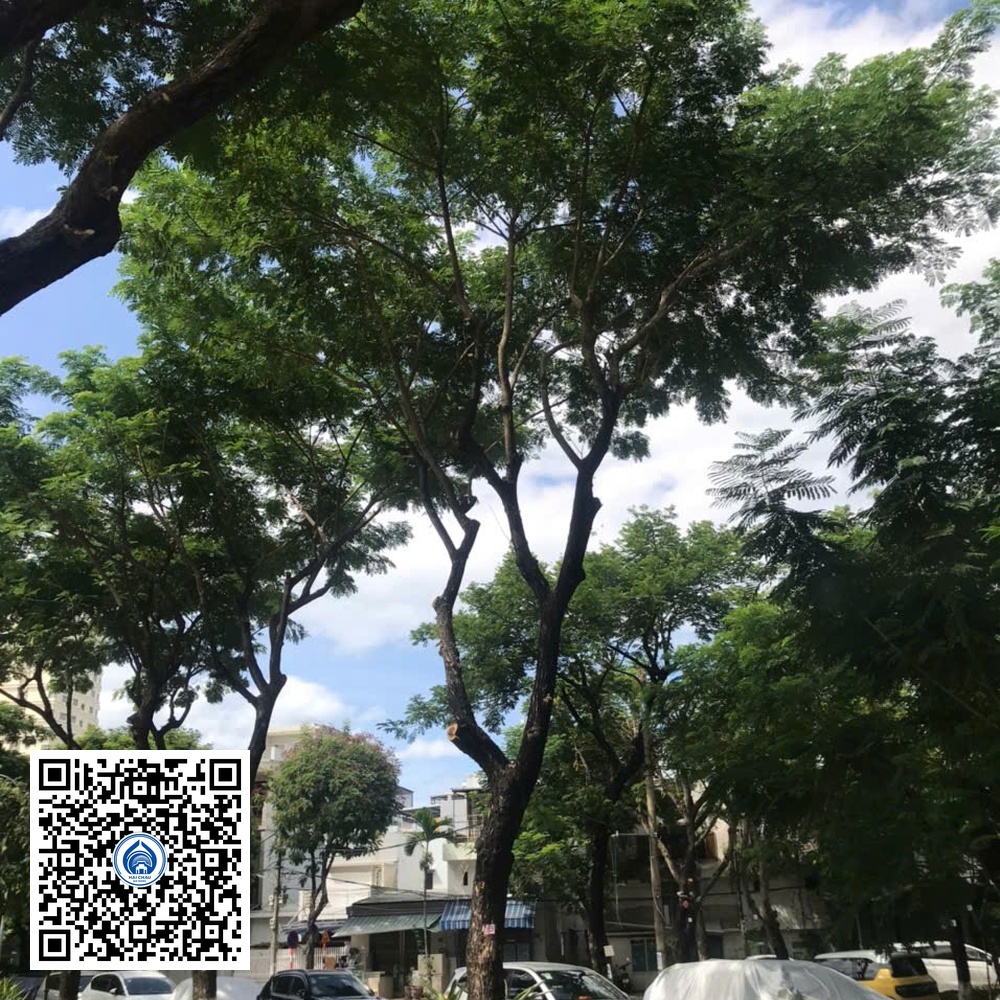 85.DR2 – Cây muồng tím