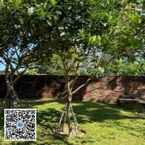 86.TĐH – Cây Sứ trắng – Loại 1
