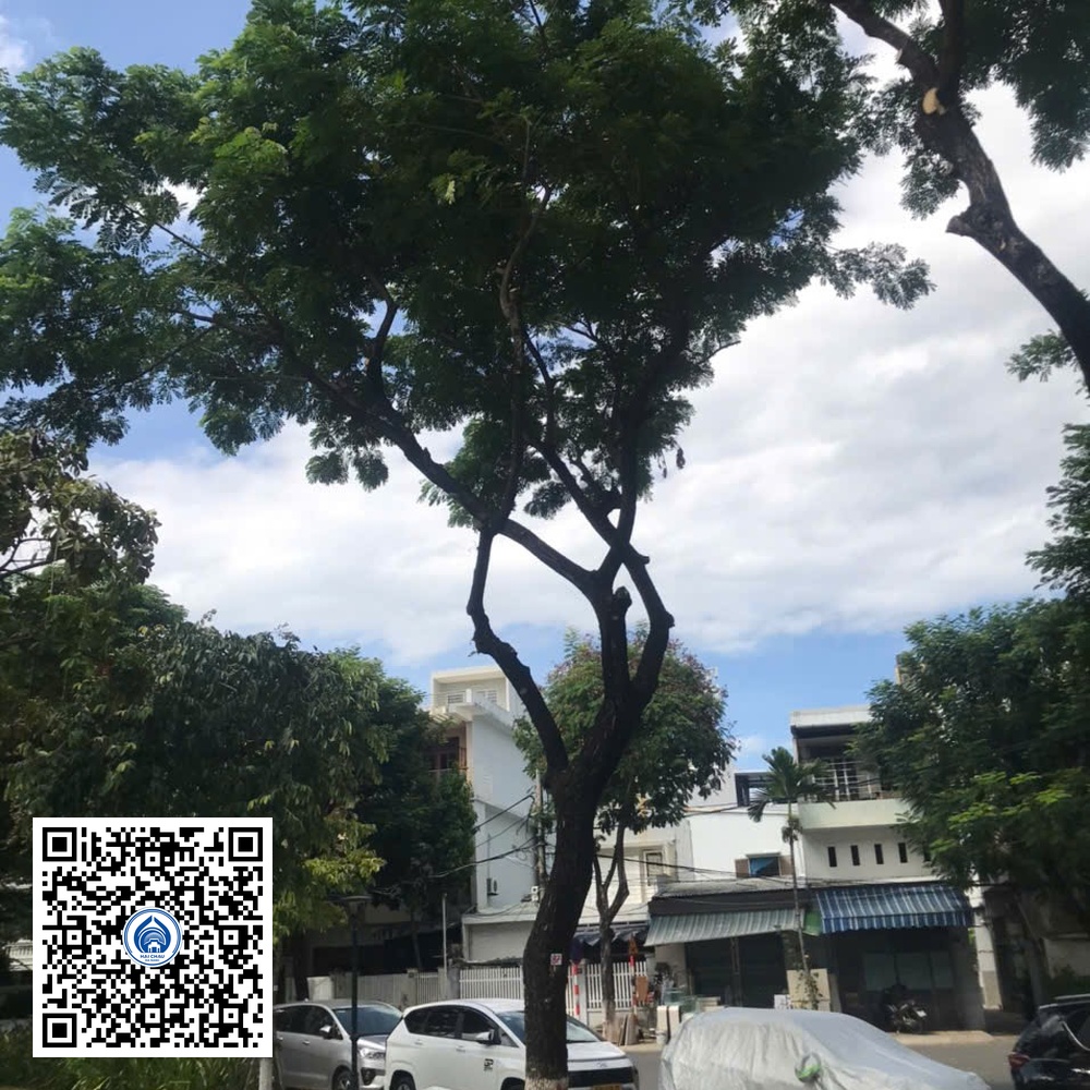 87.DR2 – Cây muồng tím