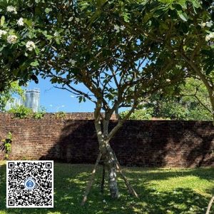 88.TĐH – Cây Sứ trắng – Loại 1