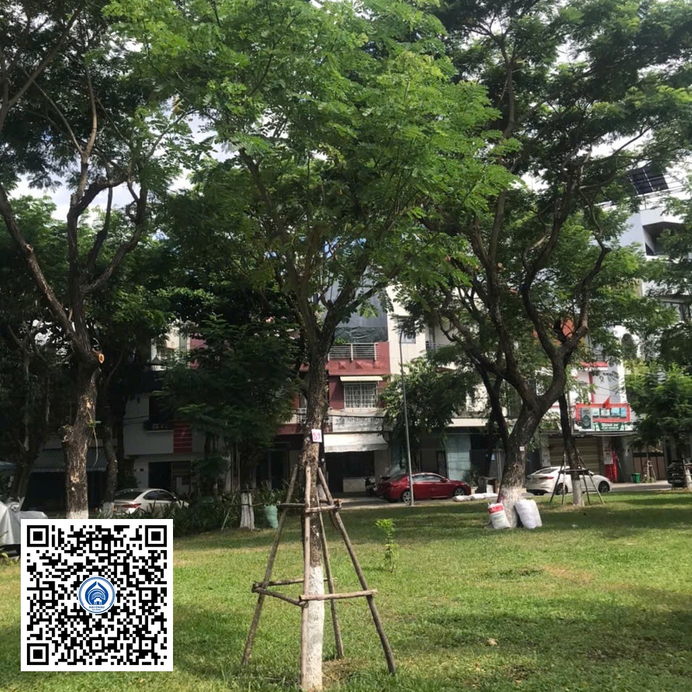 89.DR2 – Cây muồng tím