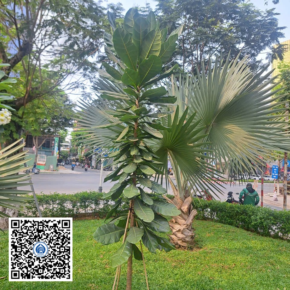 9.NT – Cây Bàng vuông – Loại 1