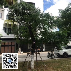 90.DR2 – Cây muồng tím