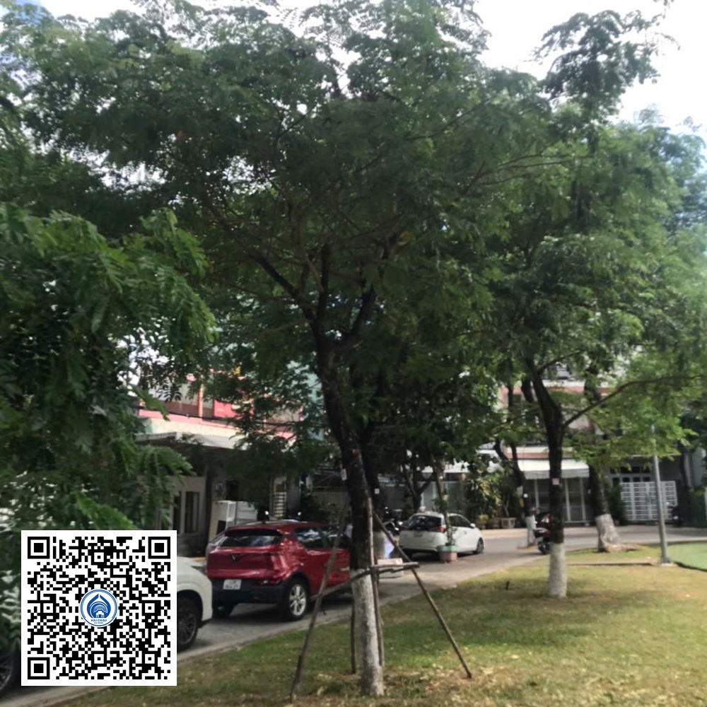91.DR2 – Cây muồng tím