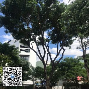 92.DR2 – Cây muồng tím