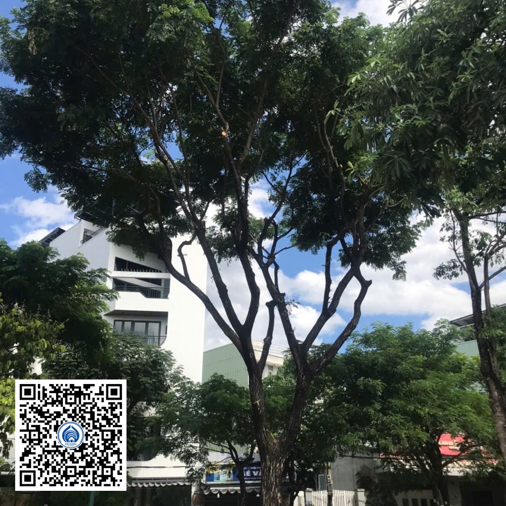 92.DR2 – Cây muồng tím