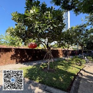 92.TĐH – Cây Sứ trắng – Loại 1