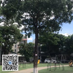 93.DR2 – Cây hoa sữa