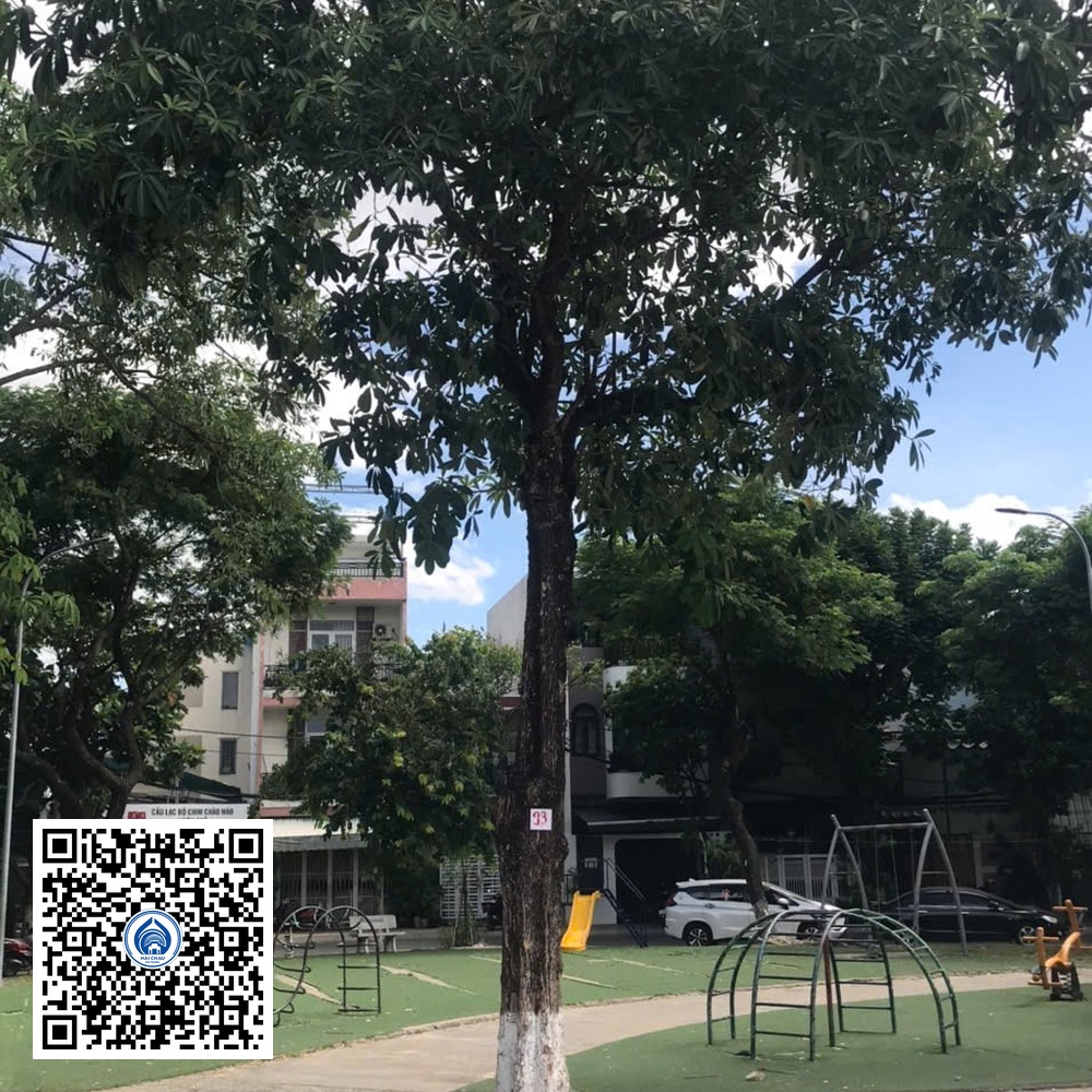 93.DR2 – Cây hoa sữa