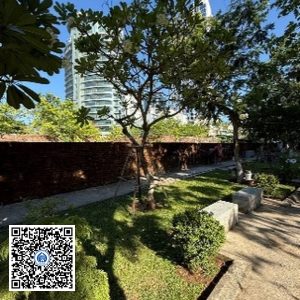 93.TĐH – Cây Sứ trắng – Loại 1