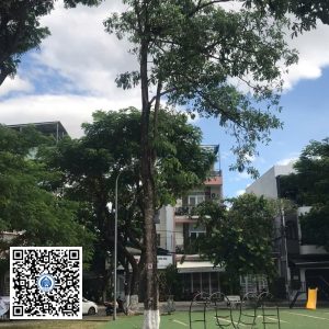 94.DR2 – Cây hoa sữa