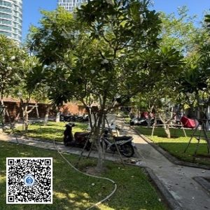 94.TĐH – Cây Sứ trắng – Loại 1