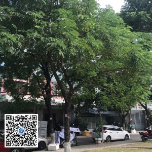 95.DR2 – Cây muồng tím