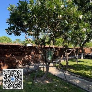 95.TĐH – Cây Sứ trắng – Loại 1
