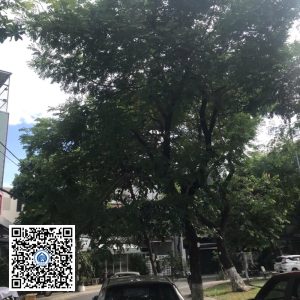 96.DR2 – Cây muồng tím