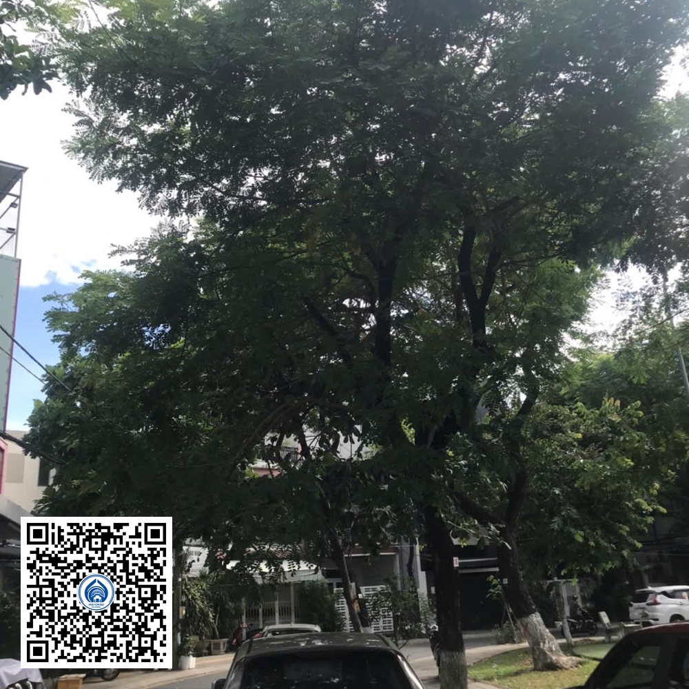 96.DR2 – Cây muồng tím