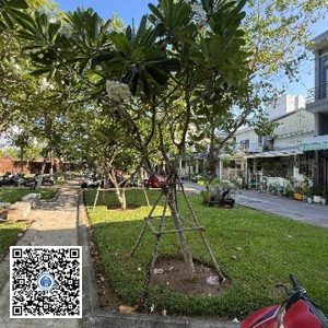 96.TĐH – Cây Sứ trắng – Loại 1