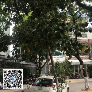 97.DR2 – Cây bàng ta