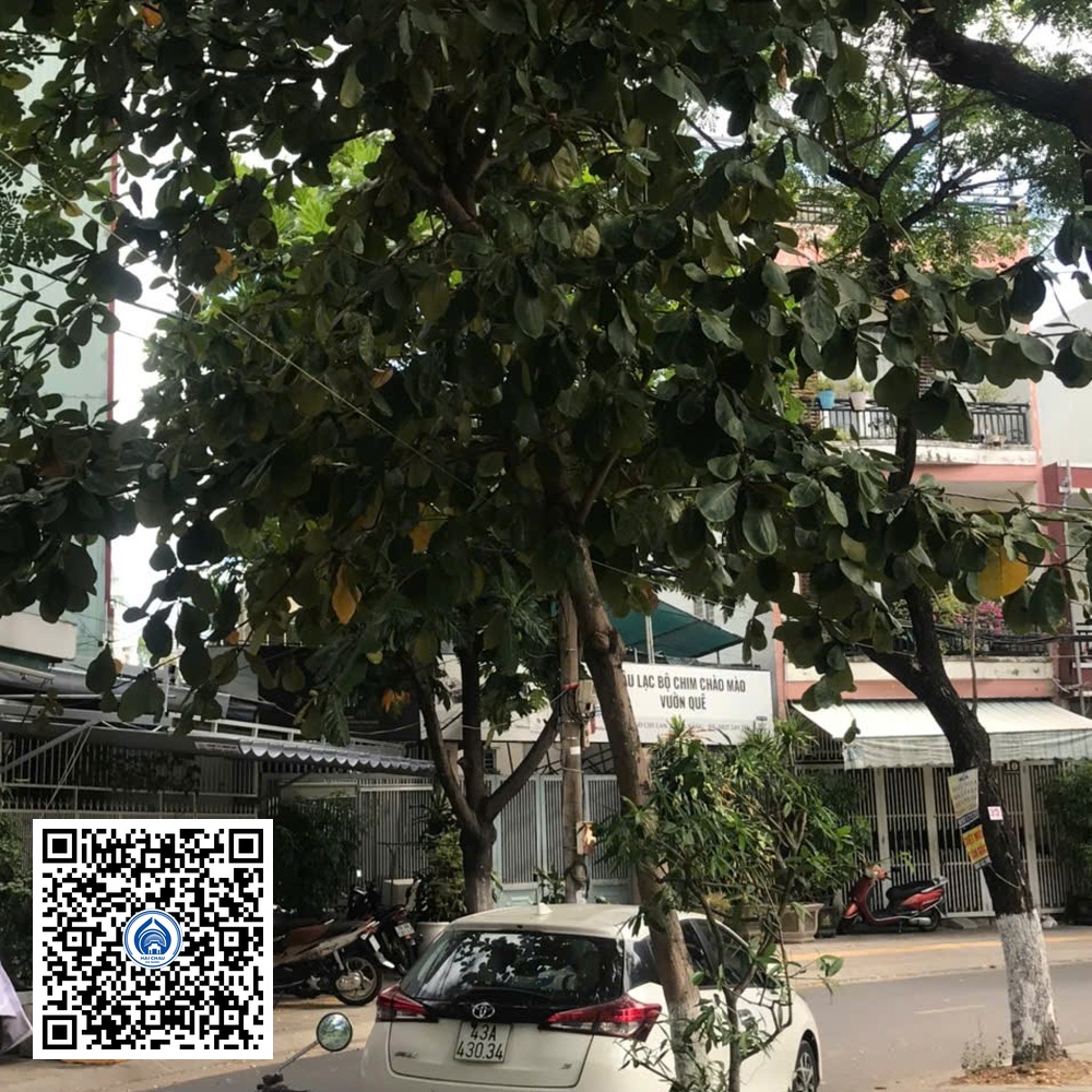 97.DR2 – Cây bàng ta