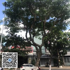98.DR2 – Cây muồng tím