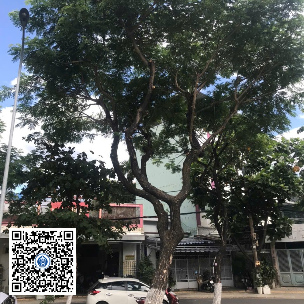 98.DR2 – Cây muồng tím