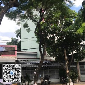 99.DR2 – Cây muồng tím